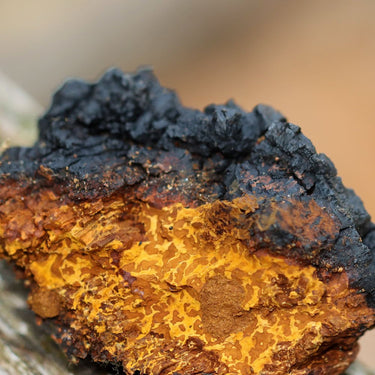 Chaga, Veganske, Hukommelses-og anti-aldrings Booster, 60 kapsler