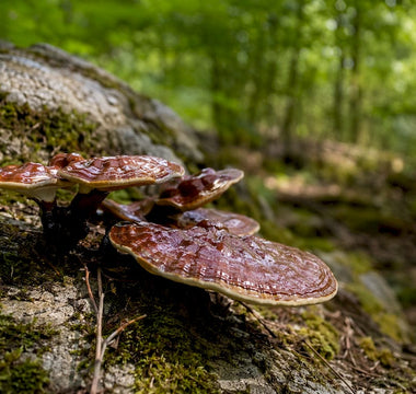 Reishi-svampe, der vokser på egetræer