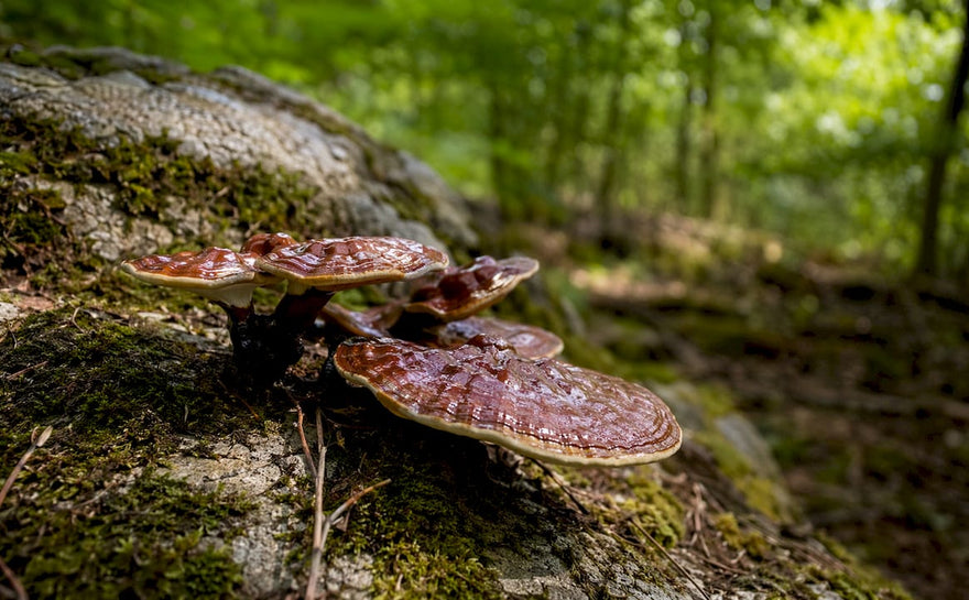 Reishi-svampe, der vokser på egetræer