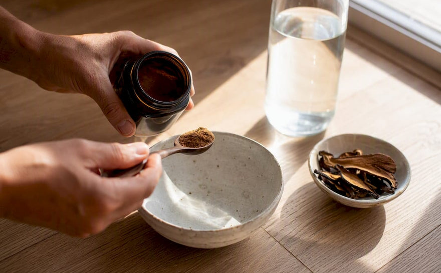 Hænder der vejer reishi-svampepulver op