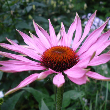 Echinacea, Rød solhat. 90 kapsler, veganske