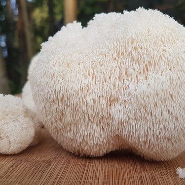 Lion's Mane, Hukommelses booster, 60 kapsler. Veganske (Kommer tilbage i uge 44!)