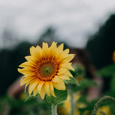 D-Vitamin D3 2000 IE, 50 mcg, 60 st. mjukgel